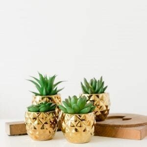 Set Of 4 Succulents In Gold Pots